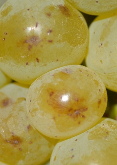 Sauvignon blanc Beeren 14